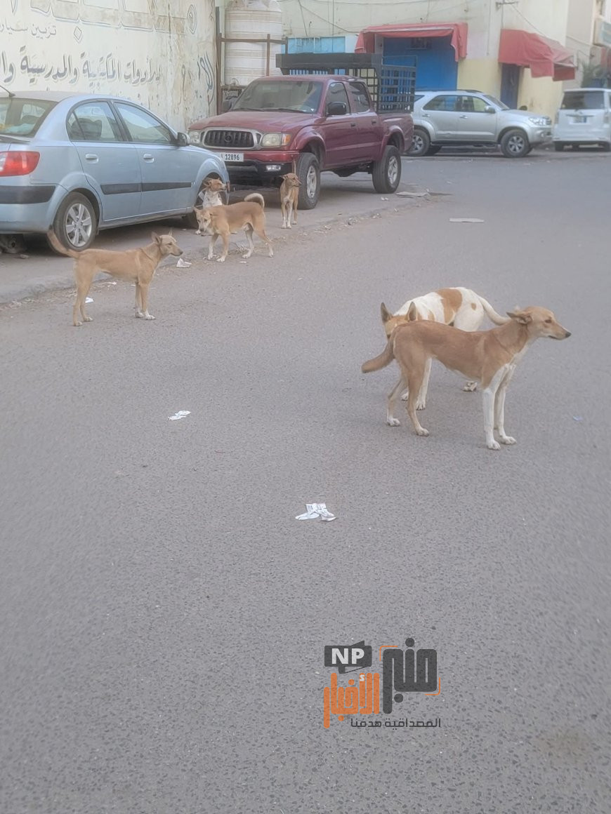 عدن..: شكاوى من انتشار الكلاب الضالة في شوارع إنماء