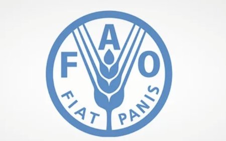 منظمة الفاو تحذر من وضع إنساني شديد الخطورة في اليمن .