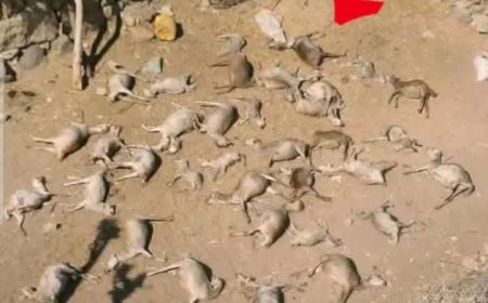 تسميم أكثر من 40 رأس ماشية في ذمار بسبب خلافات اجتماعية ...