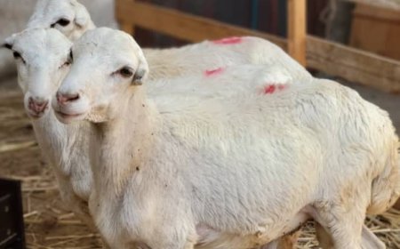 عدن: مع اقتراب رمضان.. “أغنام أبو العز” تعلن وصول بضاعة الموسم وأسعار تبدأ من 65 ألف ريال في المنصورة