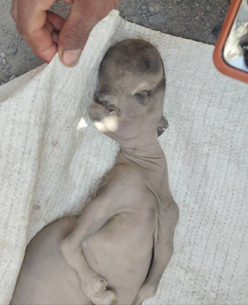 تعز:حالة نادرة تثير الجدل في مقبنة… نفوق مولود ماعز بتشوهات خَلقية غير مألوفة