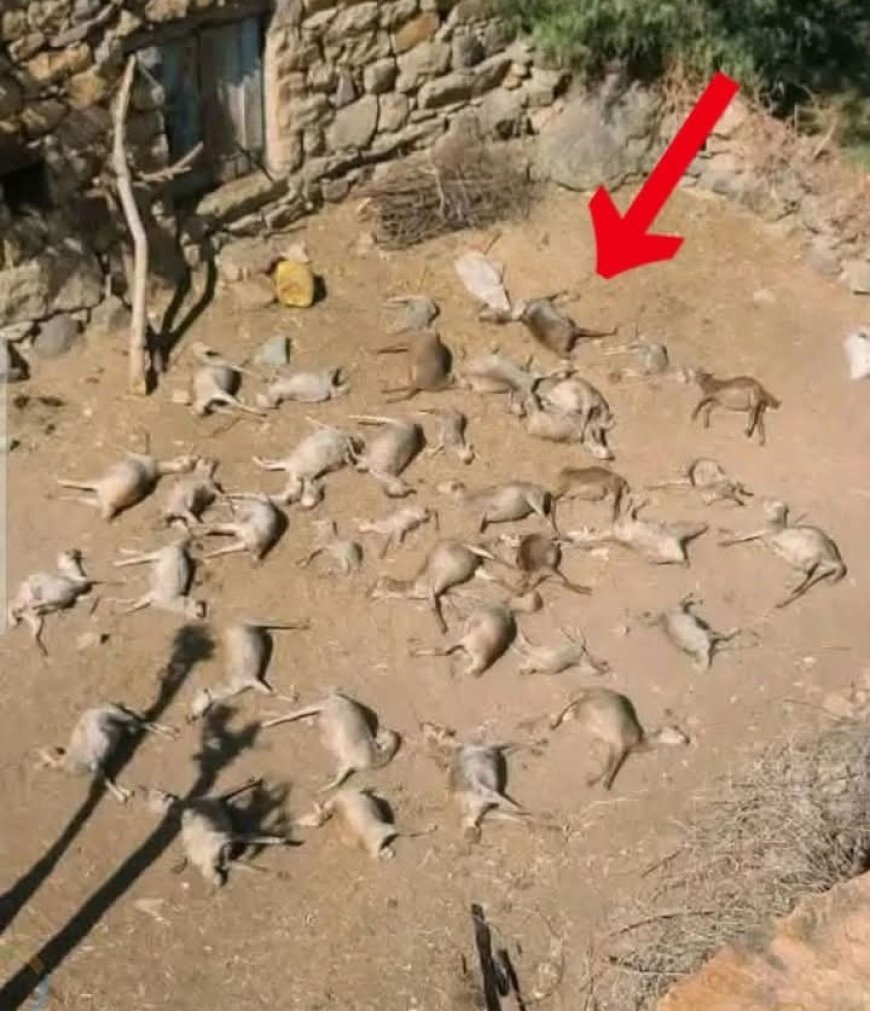 تسميم أكثر من 40 رأس ماشية في ذمار بسبب خلافات اجتماعية ...