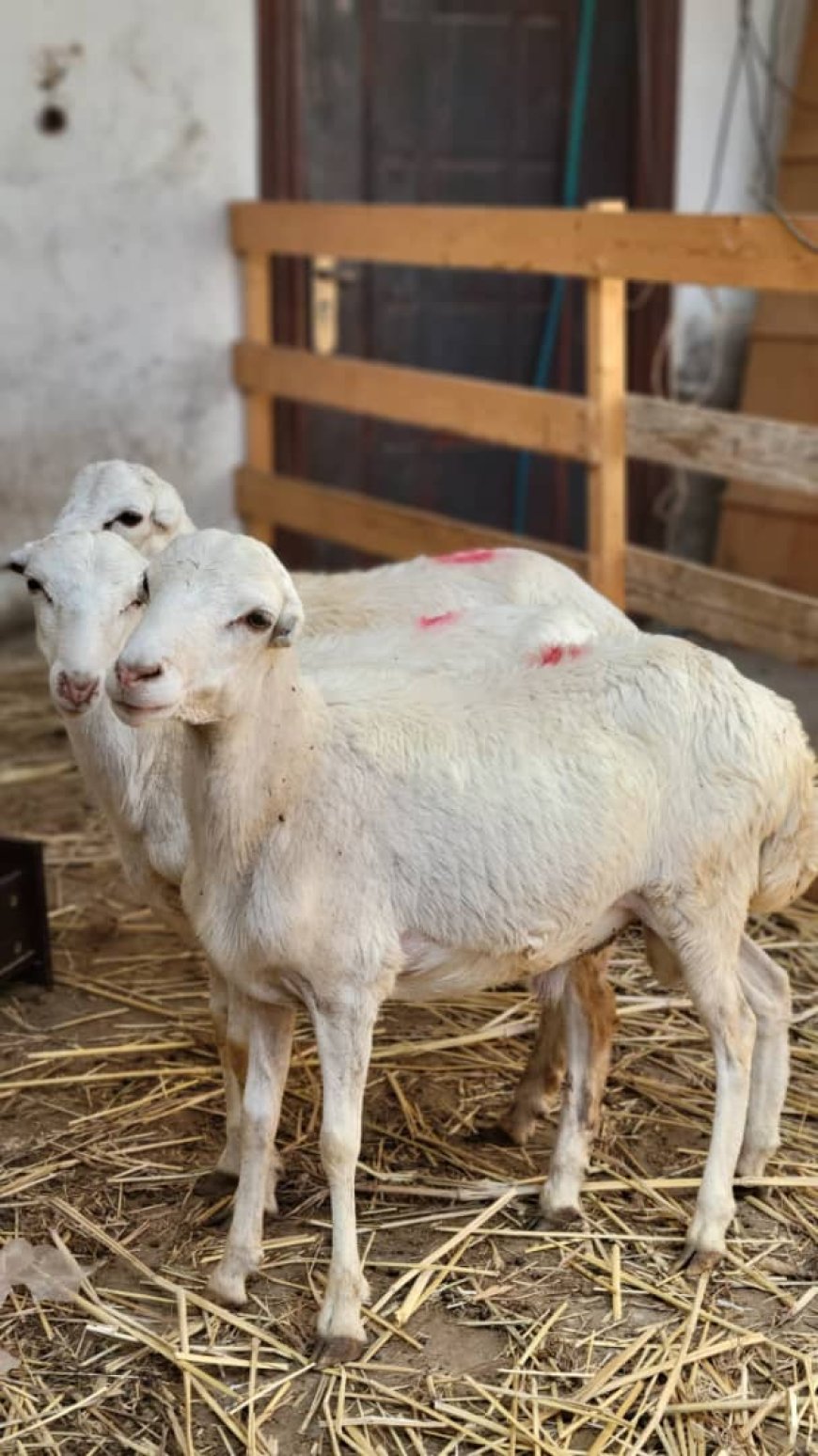 عدن: مع اقتراب رمضان.. “أغنام أبو العز” تعلن وصول بضاعة الموسم وأسعار تبدأ من 65 ألف ريال في المنصورة